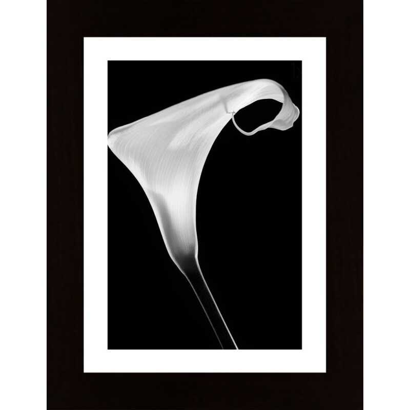 Calla Poster