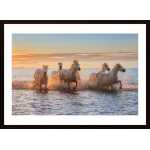 Camargue Horses Ii Poster