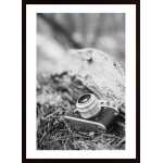Camera In Black And White Poster