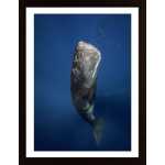 Candle Sperm Whale Poster