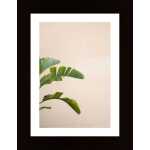 Cannes Banana Plant Poster