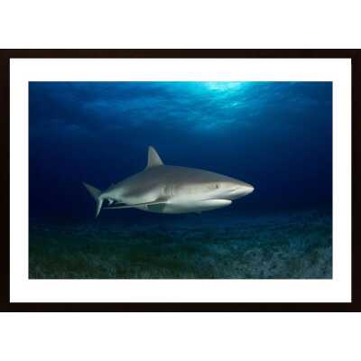 Caribbean Reef Shark Poster