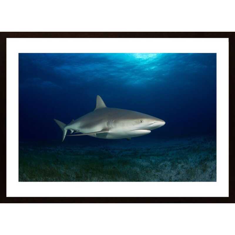 Caribbean Reef Shark Poster