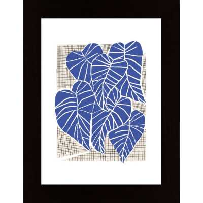 Cascino - Alocasias Poster