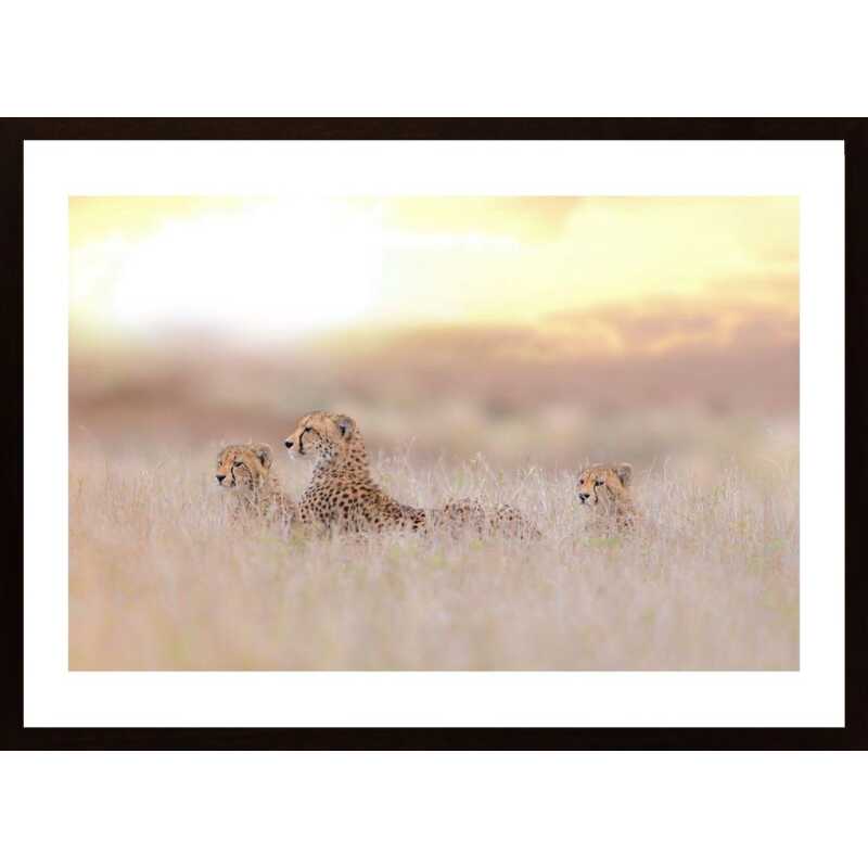 Cheetah Family Poster
