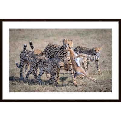 Cheetah Hunting Poster