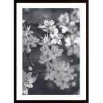 Cherry Tree Flowers Poster