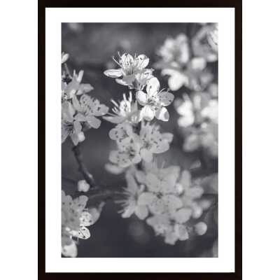 Cherry Tree Flowers Poster