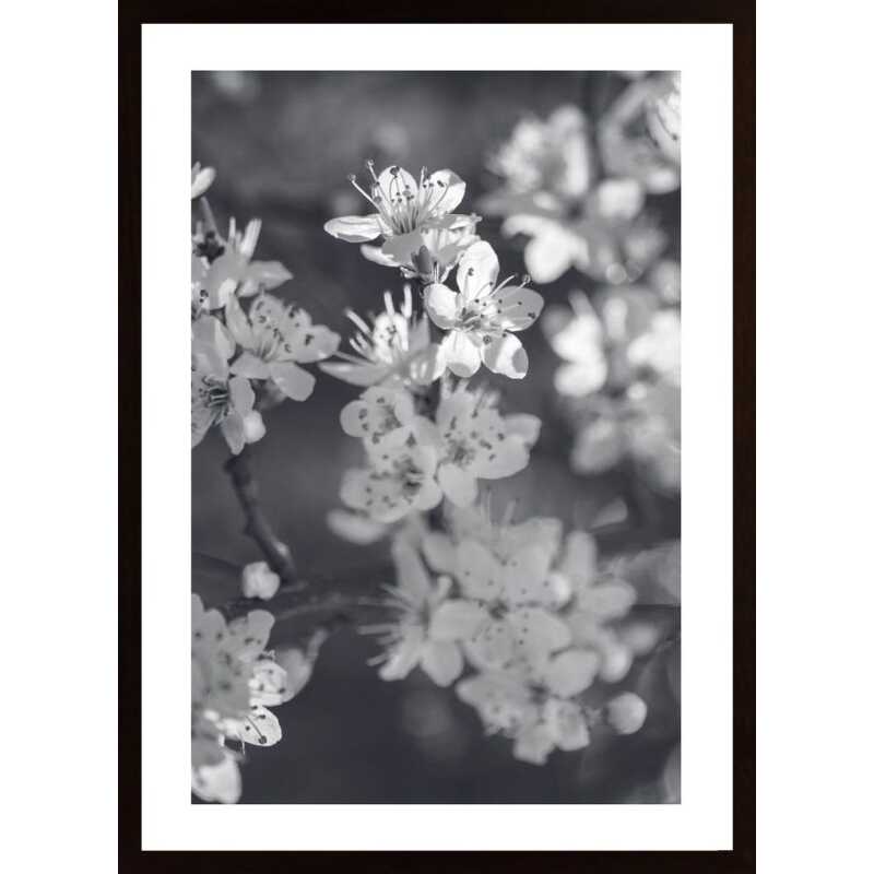 Cherry Tree Flowers Poster