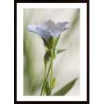 Close Up Of Blue And White Flower Poster