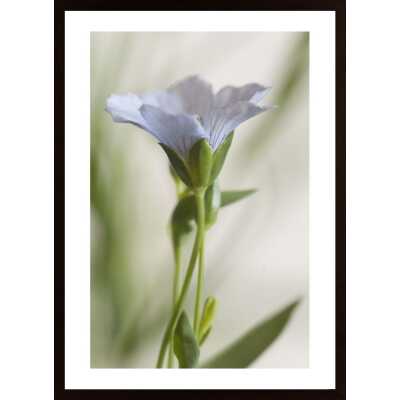 Close Up Of Blue And White Flower Poster