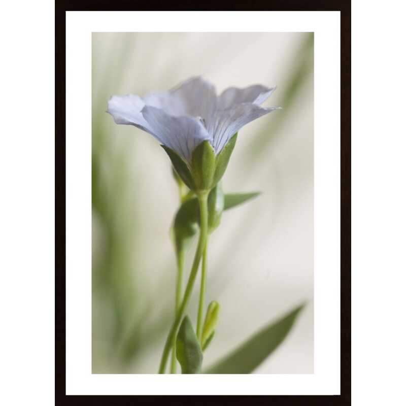 Close Up Of Blue And White Flower Poster