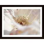 Close Up Of White Flower Poster