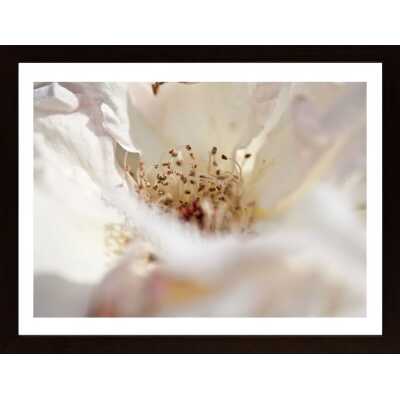 Close Up Of White Flower Poster