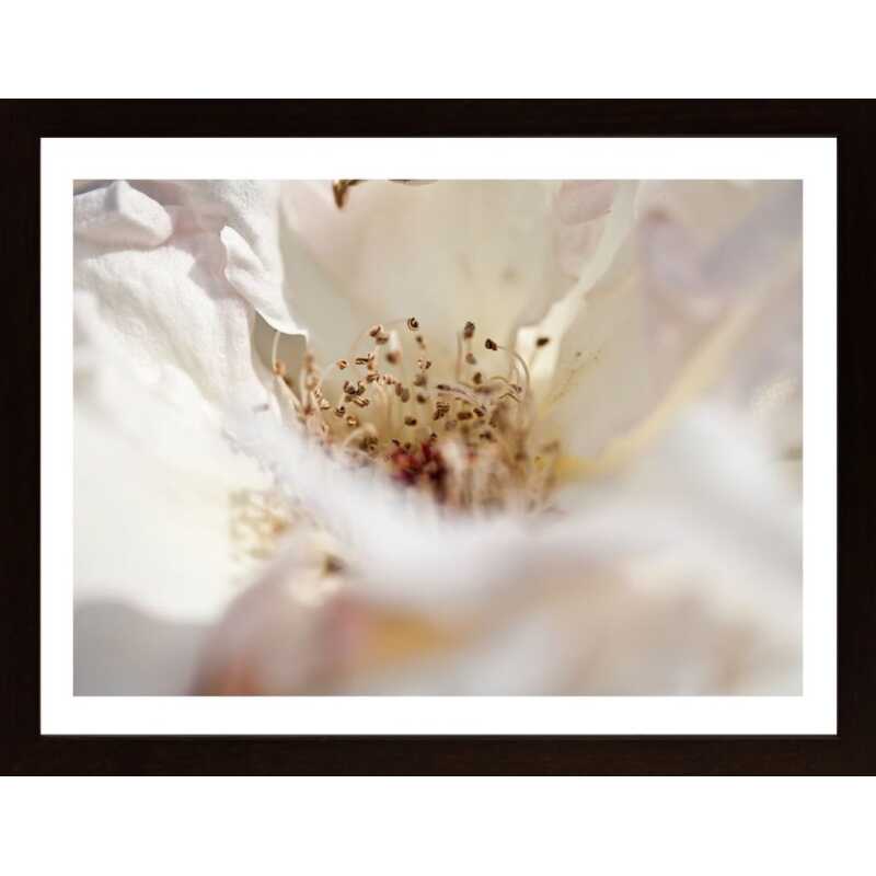 Close Up Of White Flower Poster