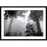 Cloud Forest Poster