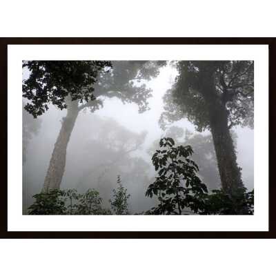 Cloud Forest Poster