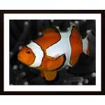 Clownfish Poster