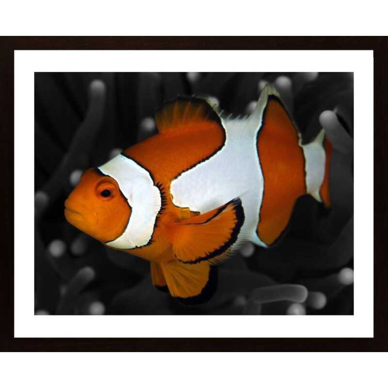 Clownfish Poster