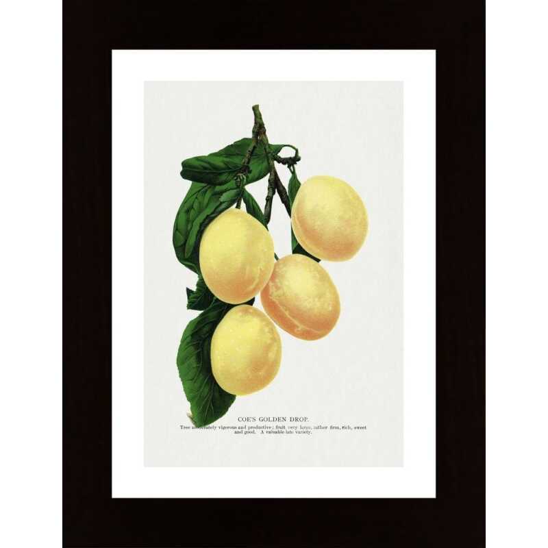 Coes Golden Drop Plum Lithograph Poster