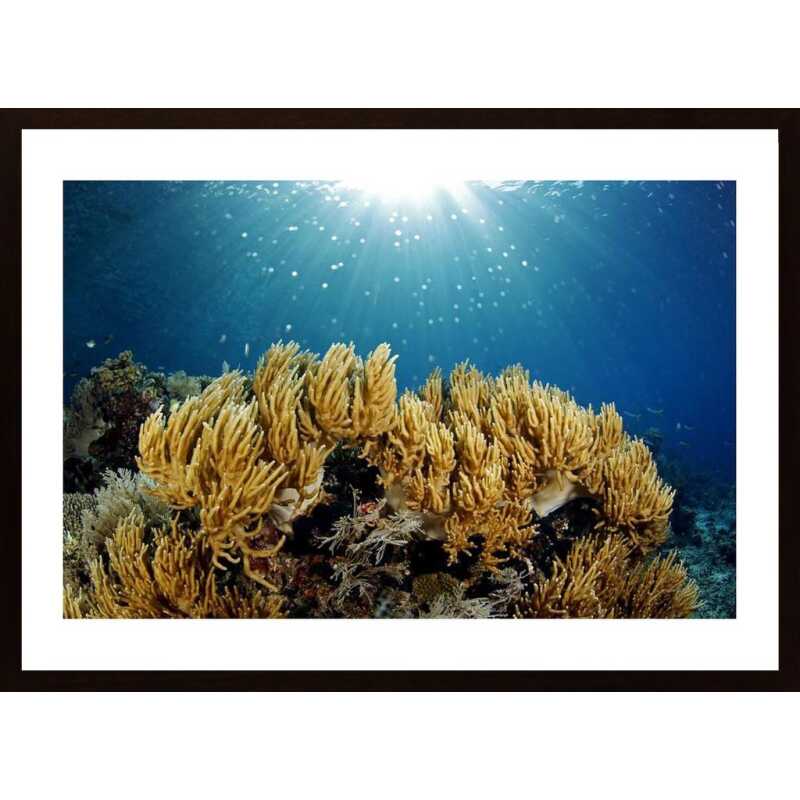 Coral Reef Sunburst Poster Coral Reef Sunburst Poster