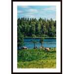 Cows In The Open Air Poster