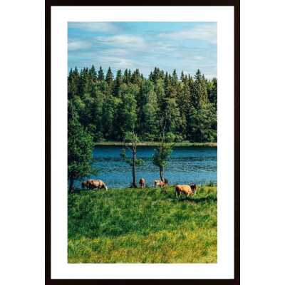 Cows In The Open Air Poster