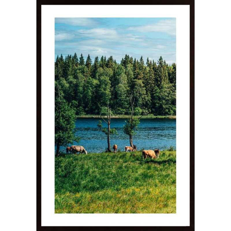 Cows In The Open Air Poster