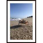 Crab On The Beach Poster