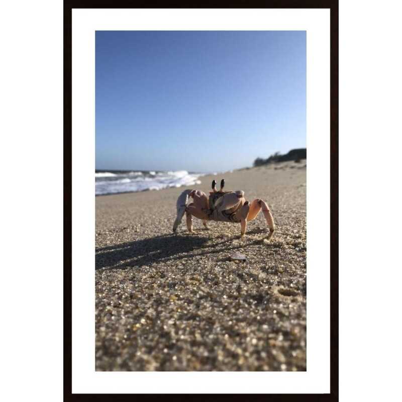 Crab On The Beach Poster