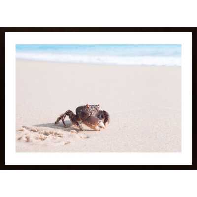 Crab Poster