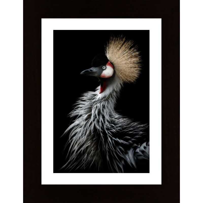 Crowned Crane'S Portrait Poster