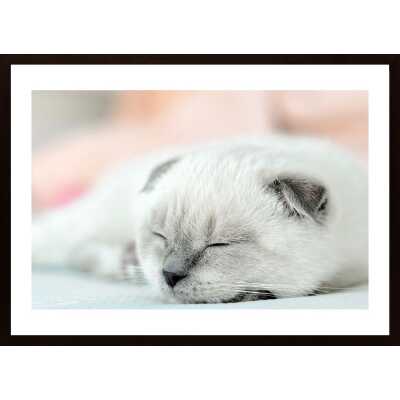 Cute Little Kitten Poster