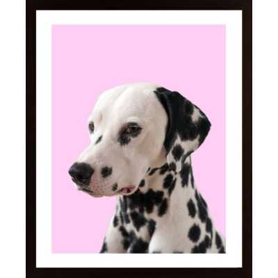 Dalmatine In Pink Poster