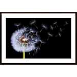 Dandelion Blowing Poster