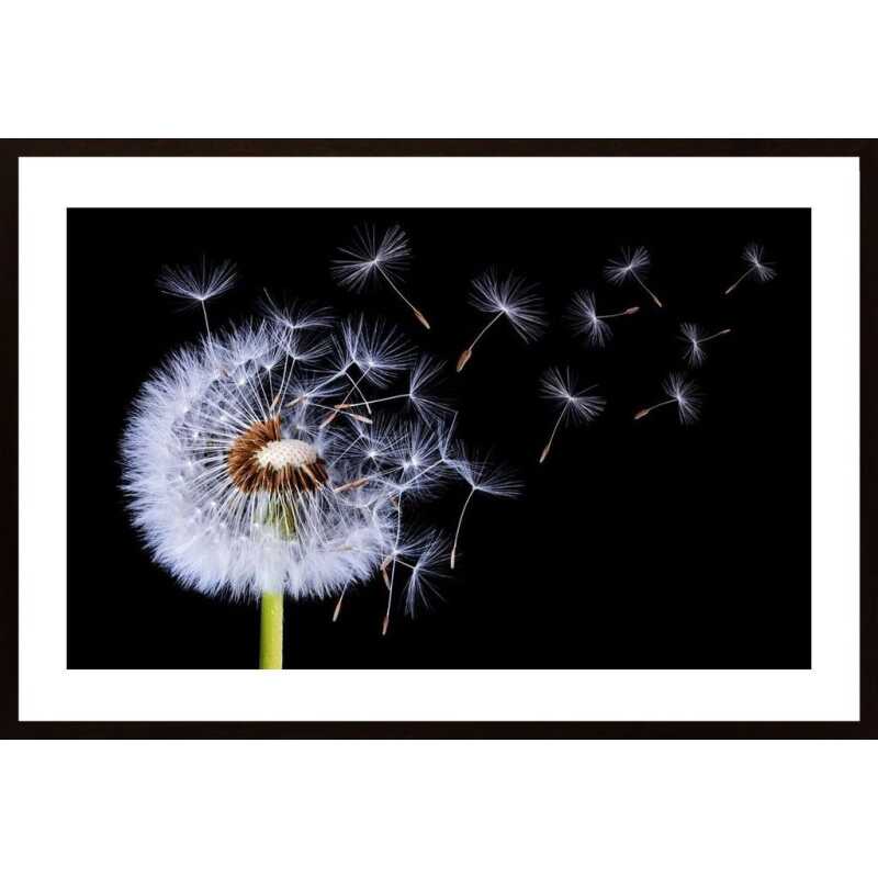 Dandelion Blowing Poster