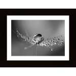Dandelion Drops Poster
