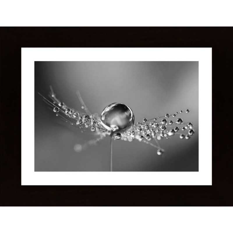 Dandelion Drops Poster