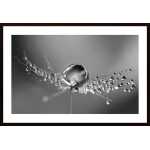 Dandelion Drops Poster