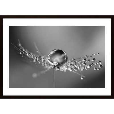 Dandelion Drops Poster