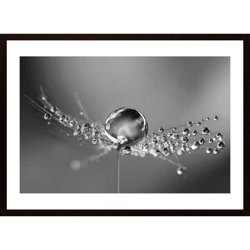 Dandelion Drops Poster