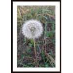 Dandelion Poster