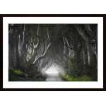 Dark Hedges Poster