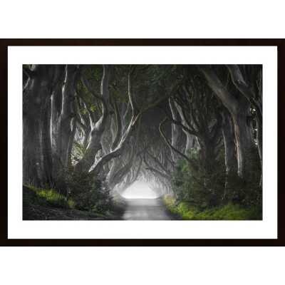 Dark Hedges Poster