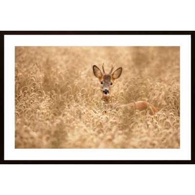 Deer In The Field Poster
