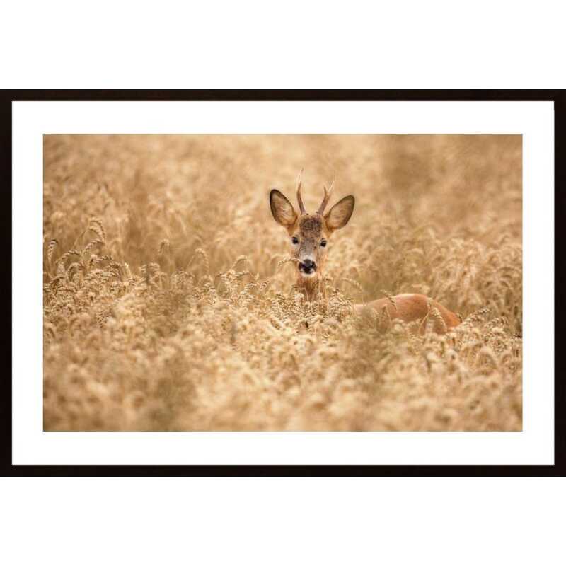 Deer In The Field Poster