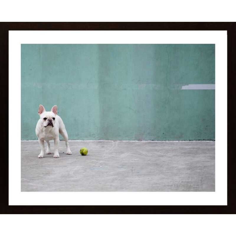 Dog And Ball Poster