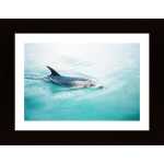 Dolphin Nz Northern Poster