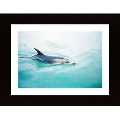 Dolphin Nz Northern Poster