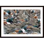 Ducks Close Together Poster